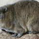 A rock hyrax idling on its chest.